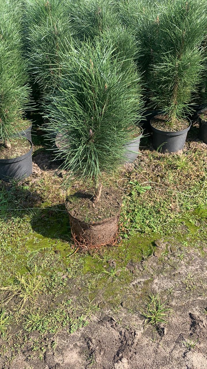 Сосна черная Грин Тауэр